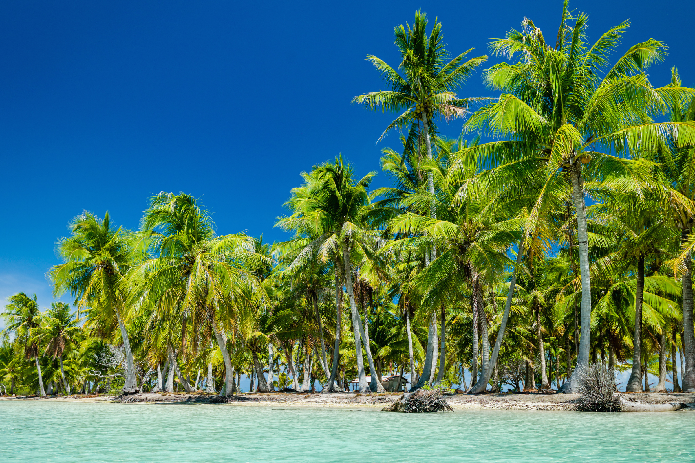makatea atoll, tuamotu islands (2).webp